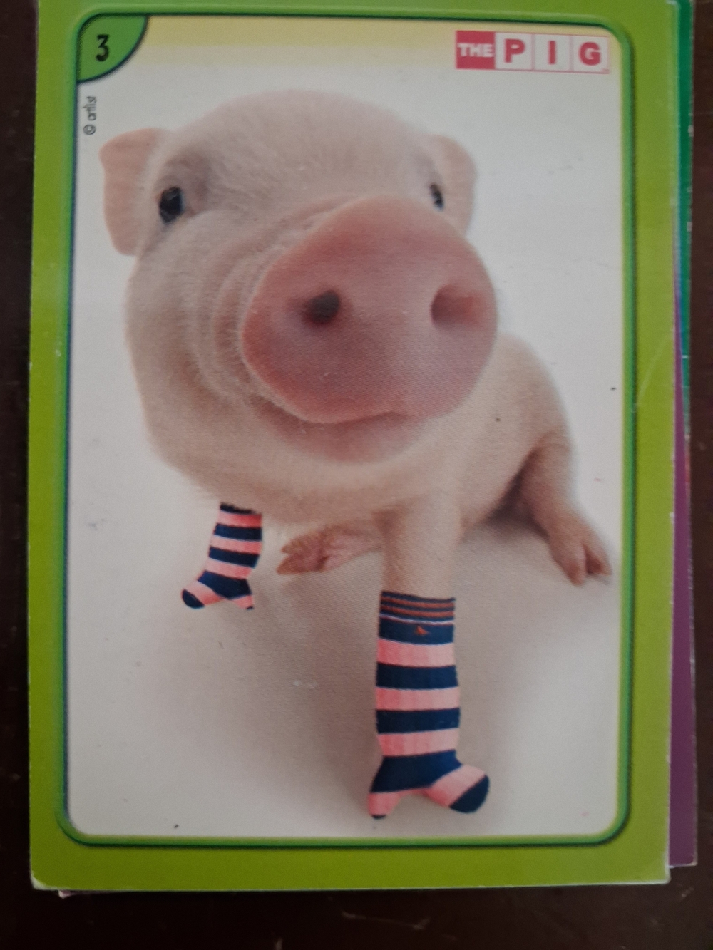 THE CAT THE PIG THE DOG Pink/Blue Striped Pet Socks - The PIG